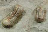 Two Colorful Austerops Trilobites - Jorf, Morocco #372419-1